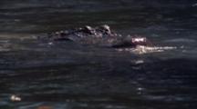 Alligators Swim On Surface