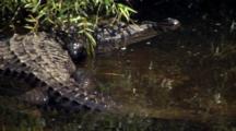 Alligator Wades Near Shore