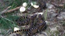 Newly Hatched Alligators And Egg Shells