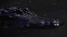 Alligator Swims On Surface