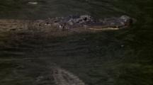 Alligators Swim On Surface