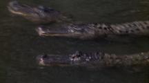 Alligators Gather On Surface, Fight Over Bait
