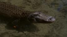 Alligator Swims On Surface