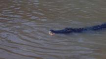 Alligator On Surface