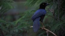 Blackbird Sits In Tree