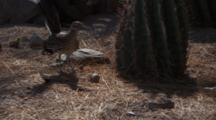 Roadrunner Attacks Rattlesnake