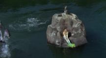 Pelican And Mermaid Perch On Rock During Dolphin Show