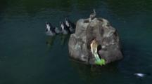 Pelican And Mermaid Perch On Rock During Dolphin Show