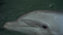 Close-Up Of Dolphin Face