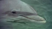 Close-Up Of Dolphin Face On Surface