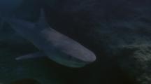 Tiger Shark Swimming