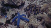 Blue Sea Star And Giant Clam