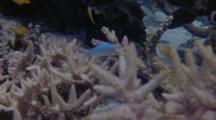 Small Fish On Coral Reef