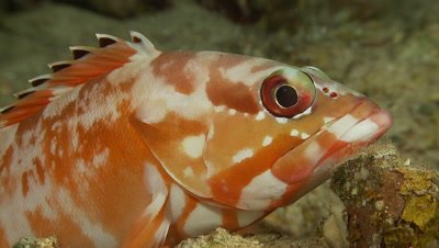 Black tip grouper close up on face 1